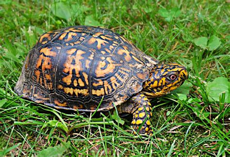 box turtle distribution|box turtle facts.